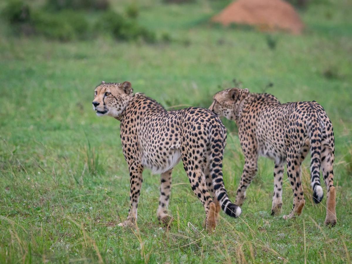 Sofala Lodge Mokopane Esterno foto